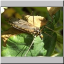 Nephrotoma sp - Schnake w02d.jpg